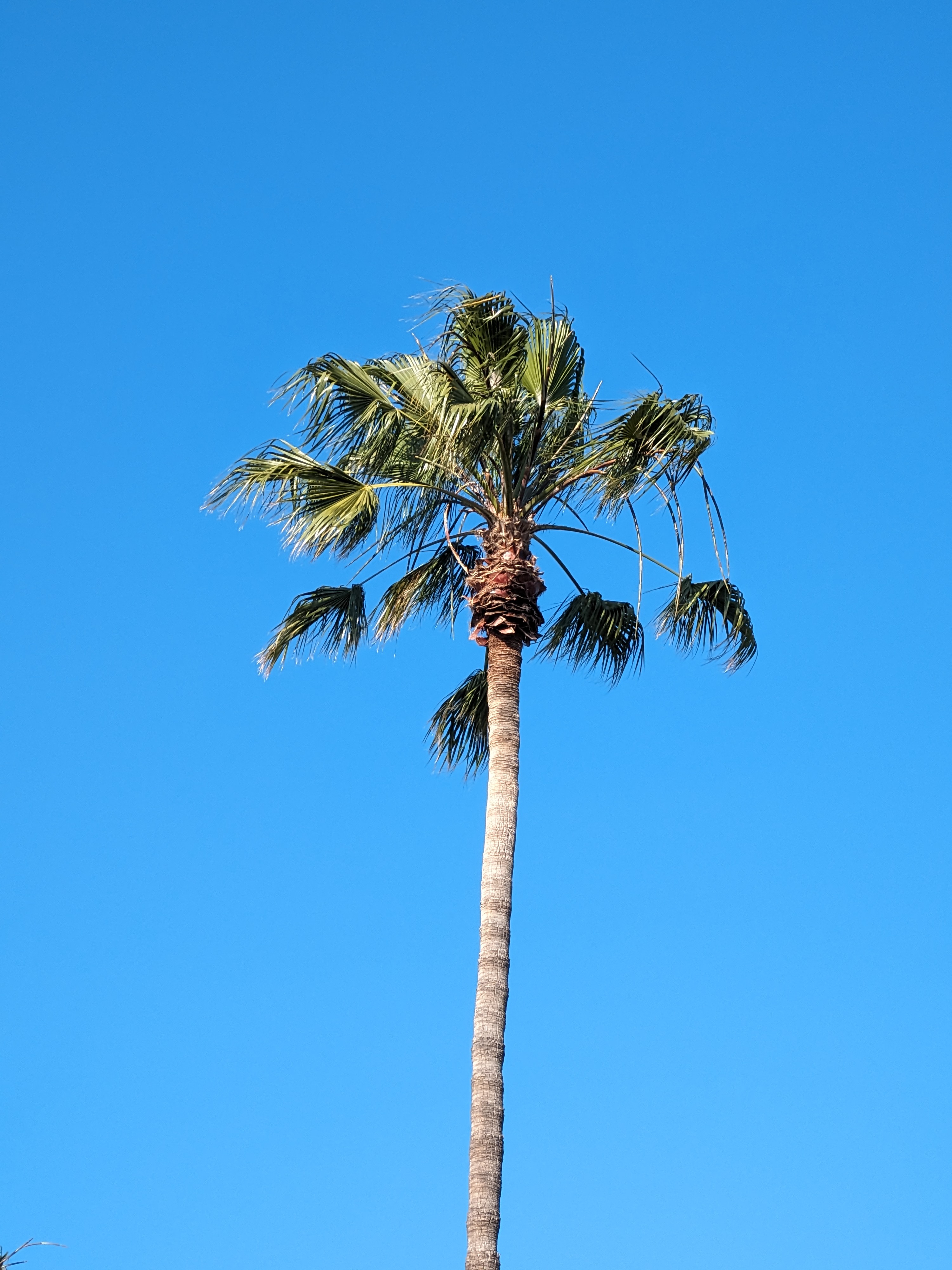 Palm tree 5x optical zoom taken with Google Pixel Fold.